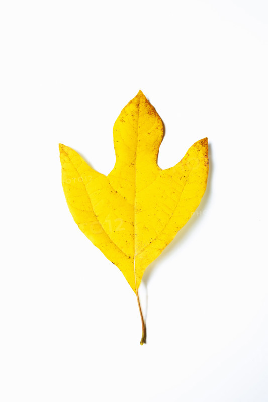 Studio shot of Sassafras leaf in fall color. Chatham, New Jersey, USA.