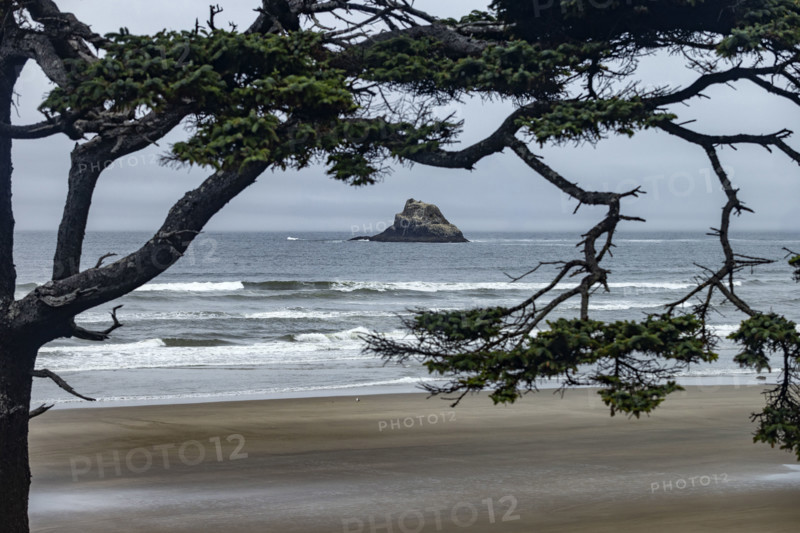 Offshore rocks seen through trees on beach. Cove Beach, Oregon, USA.