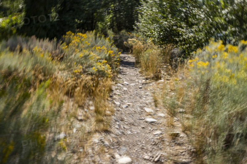 Walking path through summer trailside foliage, motion blurred. Bellevue, Idaho, USA.