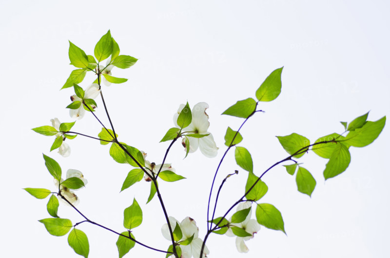 Studio shot of Dogwood tree branch. Morristown, New Jersey, USA.