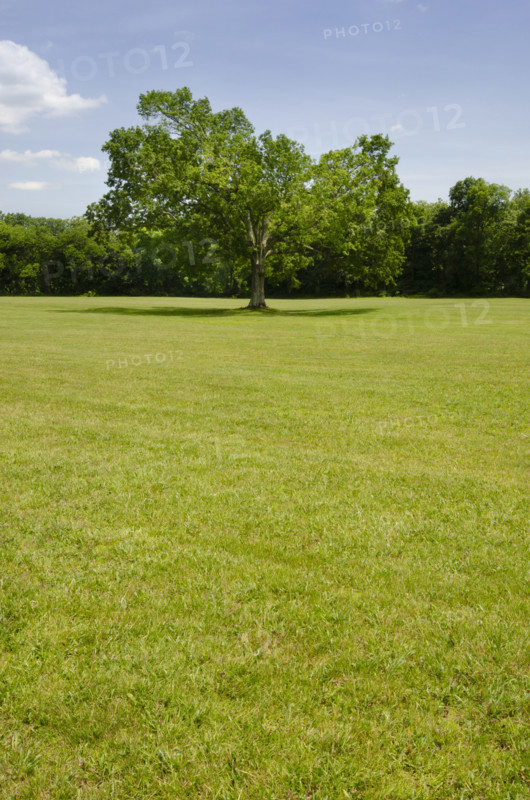 Oak Tree in green grassy field. Peapack, New Jersey, USA.