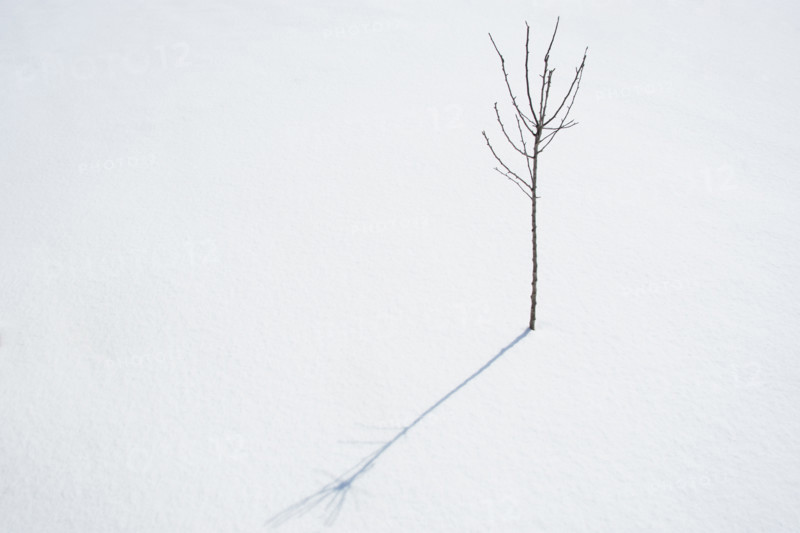 Crabapple tree sapling in winter. Nashville, Tennessee, USA.