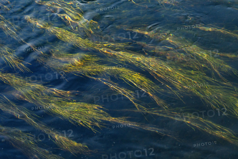 Water plants in Silver Creek. Bellevue, Idaho, USA.