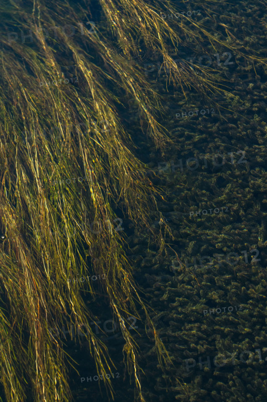 Water plants in Silver Creek. Bellevue, Idaho, USA.