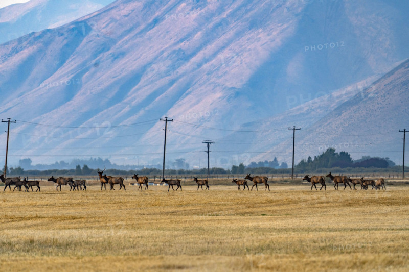 Herd of elk crosses pasture in Silver Creek Preserve. Bellevue, Idaho, USA.