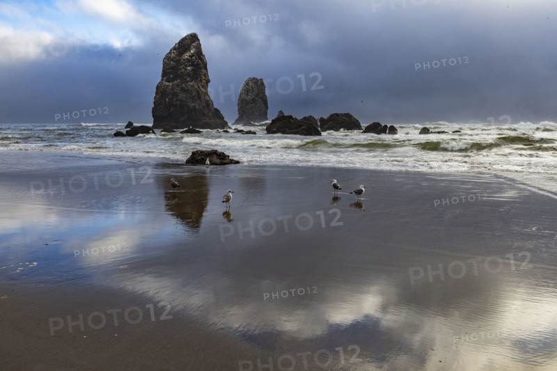 Sea birds with coastal rocks on cloudy day. , Oregon, USA.