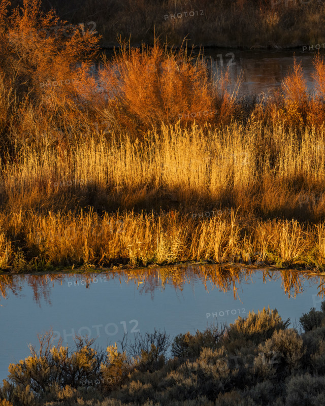 Marsh vegetation reflected in water at sunset. Bellevue, Idaho, USA.