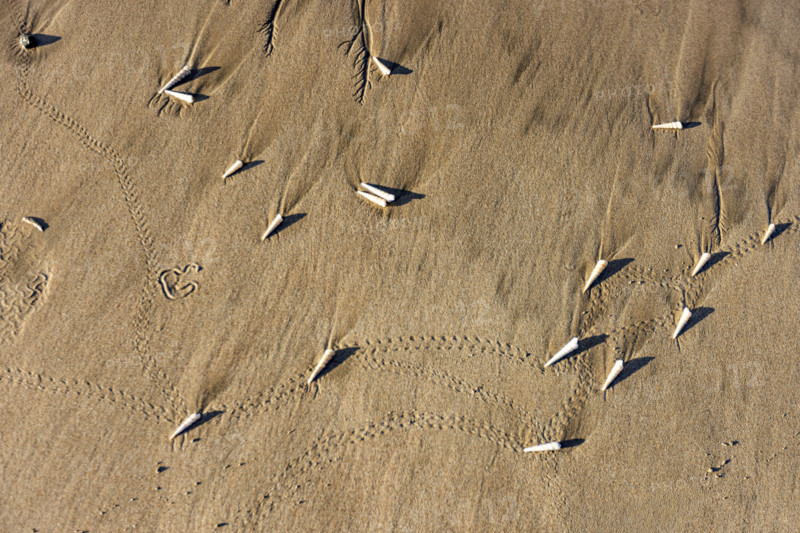 Overhead view of small sea shells on sand. , Guanacaste, Costa Rica.