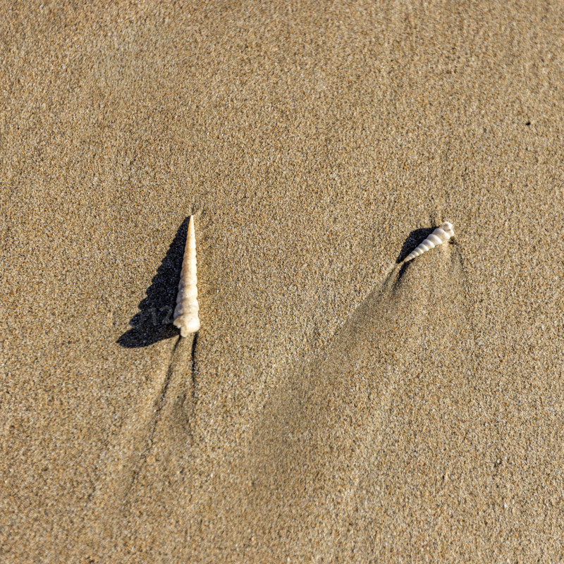 Overhead view of small sea shells on sand. , Guanacaste, Costa Rica.