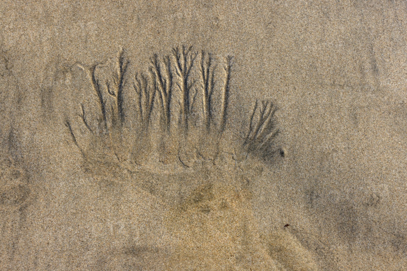 Abstract patterns on beach sand. , Guanacaste, Costa Rica.
