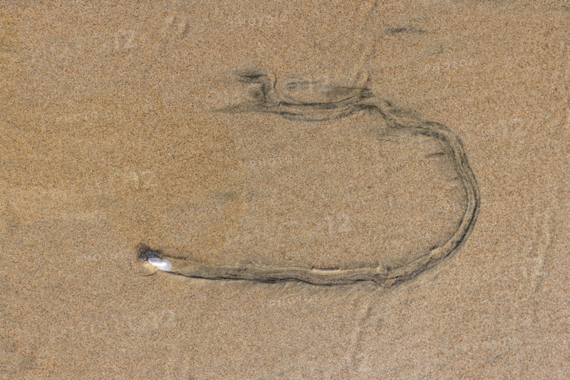 Overhead view of mollusk trail in wet sand. , Guanacaste, Costa Rica.