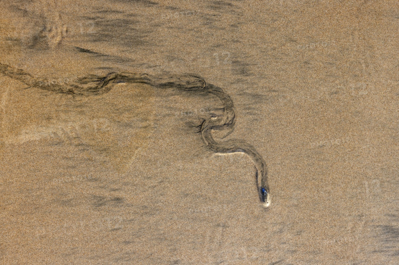 Overhead view of mollusk trail in wet sand. , Guanacaste, Costa Rica.