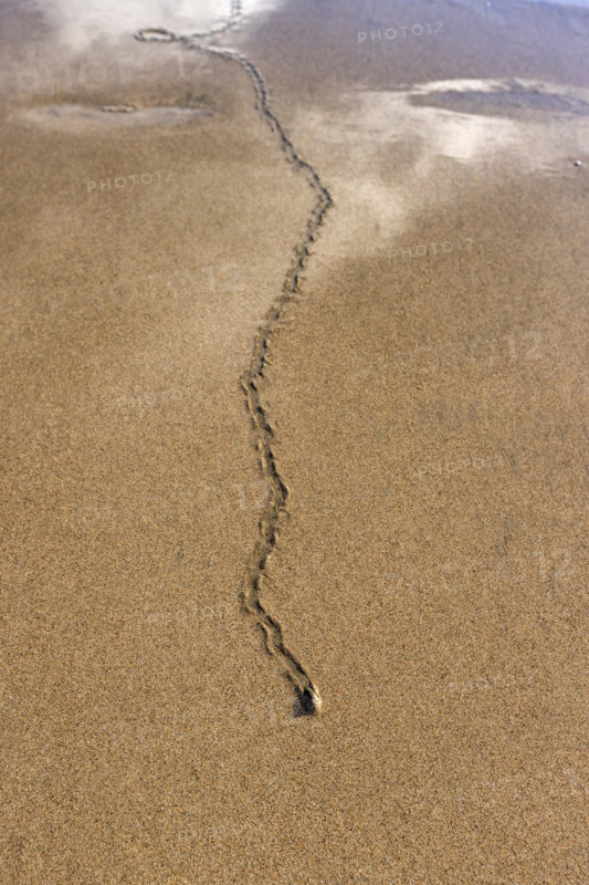 Overhead view of mollusk trail in wet sand. , Guanacaste, Costa Rica.
