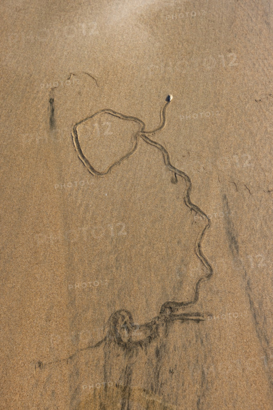 Overhead view of mollusk trail in wet sand. , Guanacaste, Costa Rica.