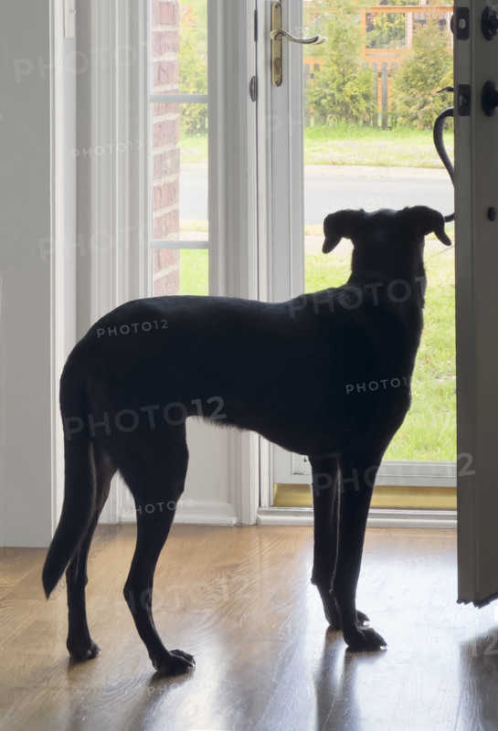 Mixed breed dog waiting by front door. Nashville, Tennessee, USA.