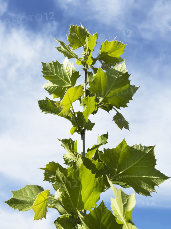 Low angle view of Sycamore tree top against sky. Nashville, Tennessee, USA.