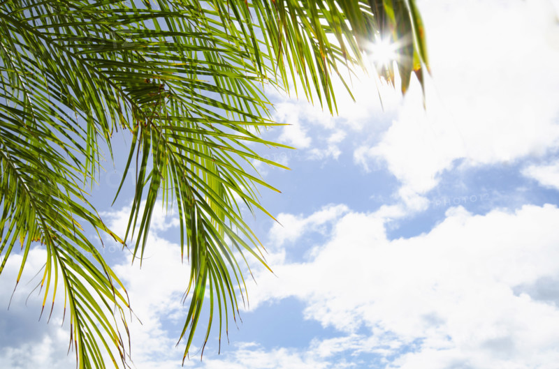 Sun shining through palm fronds against sky, St. John, United States Virgin Islands, USA.