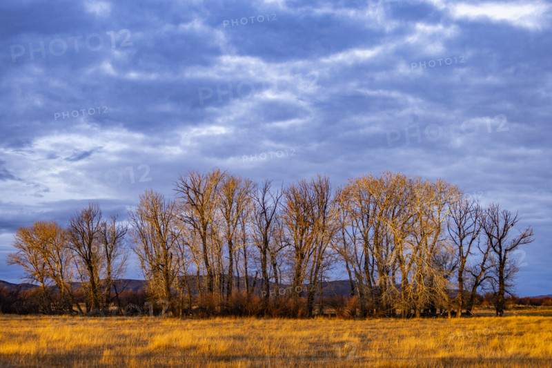 Clouds above field with trees at sunset, Bellevue, Idaho, USA.
