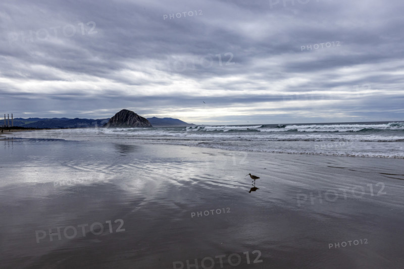 Seabird on wet beach with Morro Rock in distance, Morro Bay, California, USA.