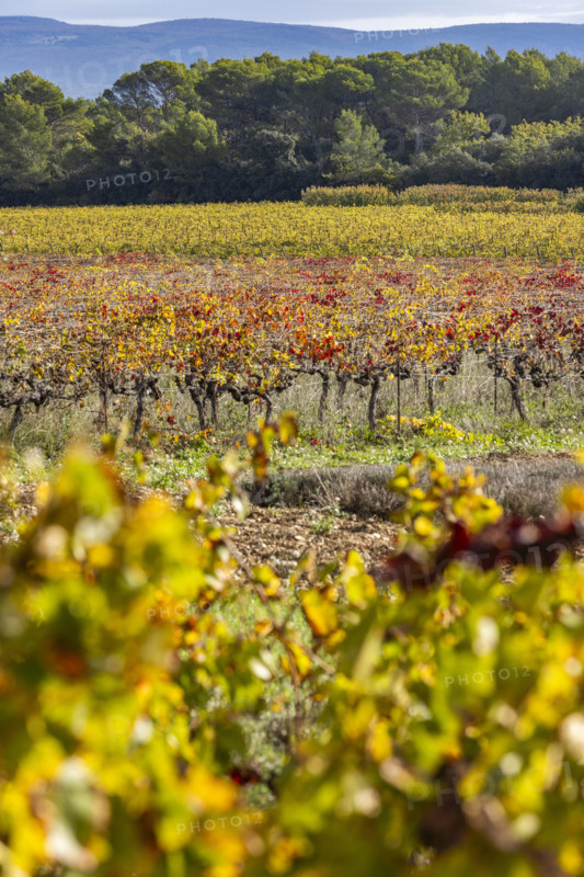 Vineyard in morning light, Gordes, Vaucluse, France.