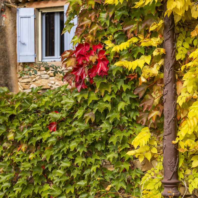 Cottage covered with green ivy leaves in fall colors, Gordes, Vaucluse, France.
