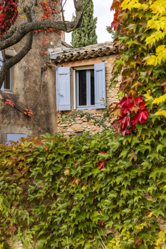 Cottage covered with green ivy leaves in fall colors, Gordes, Vaucluse, France.