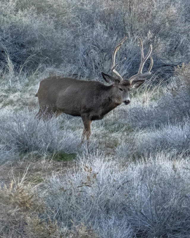 Buck Mule Deer foraging in field, Zion National Park, Utah, USA.