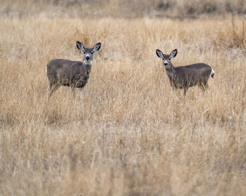 Two mule deer in grassy field, Bellevue, Idaho, USA.