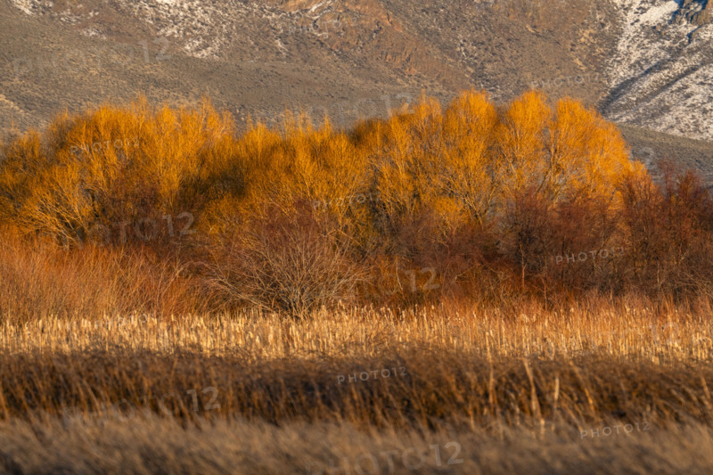 Marsh in late afternoon sunlight, Bellevue, Idaho, USA.