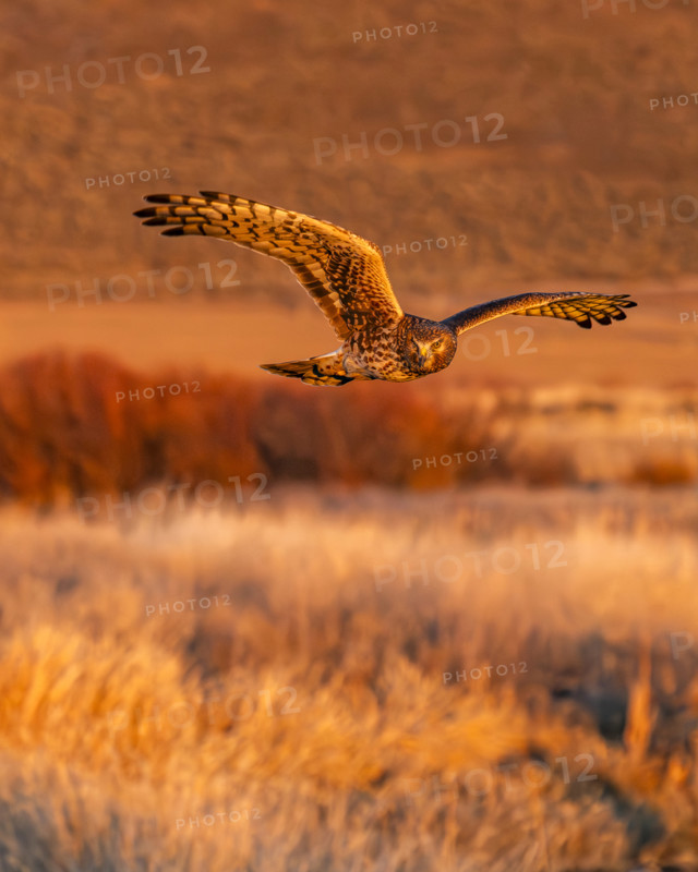 Harrier Hawk hunting over river at sunset, Bellevue, Idaho, USA.