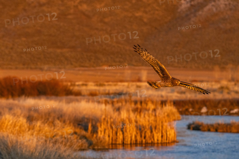 Harrier Hawk hunting over river at sunset, Bellevue, Idaho, USA.
