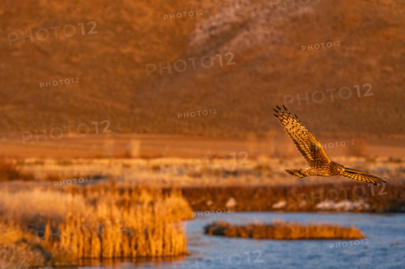 Harrier Hawk hunting over river at sunset, Bellevue, Idaho, USA.