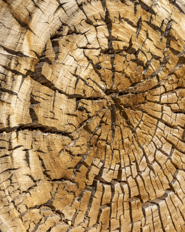 Close-up of ancient cut tree, Zion National Park, Utah, USA.