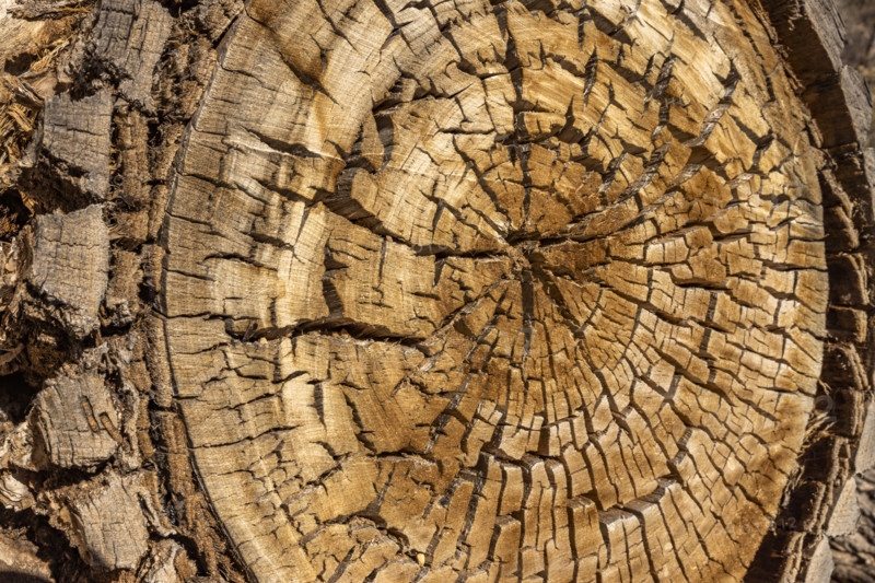 Close-up of ancient cut tree, Zion National Park, Utah, USA.