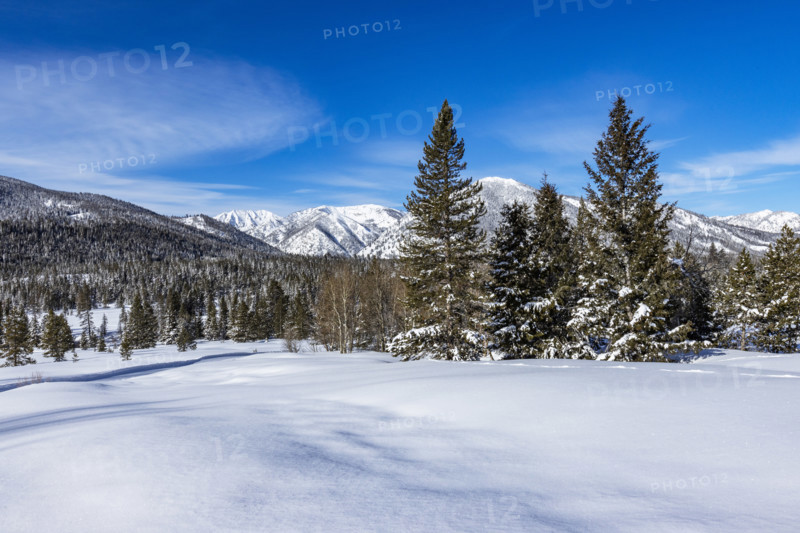 Pristine snow field with trees on sunny day, Sun Valley, Idaho, USA.