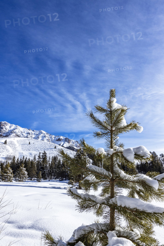 Pine tree in snow covered field, Sun Valley, Idaho, USA.