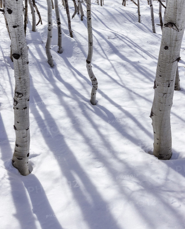 Aspen sapling trunks in snow, Sun Valley, Idaho, USA.