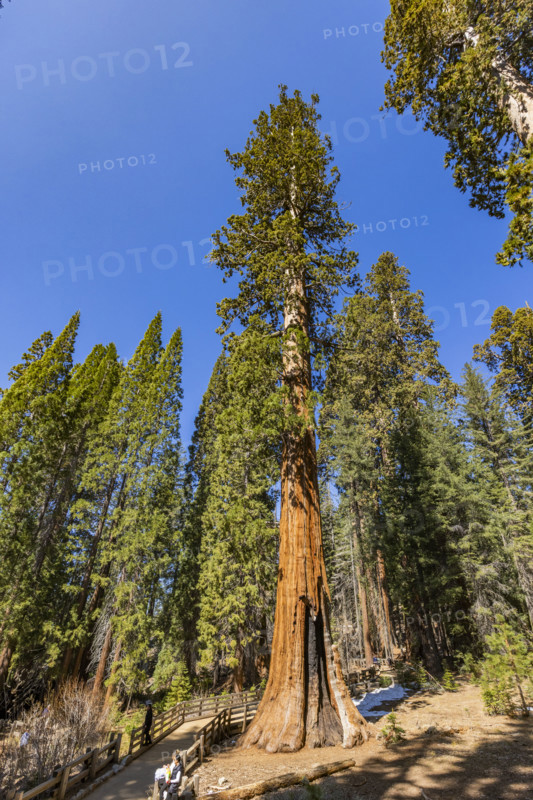 General Sherman Giant Sequoia tree in sunny day