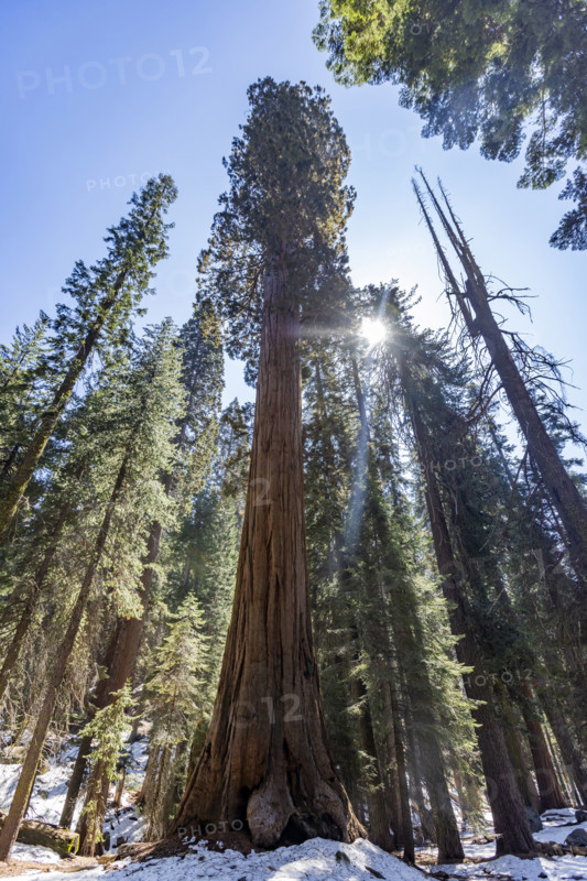 Low angle view of Giant Sequoia trees against sky