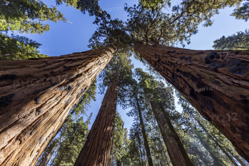 Low angle view of Giant Sequoia trees against sky