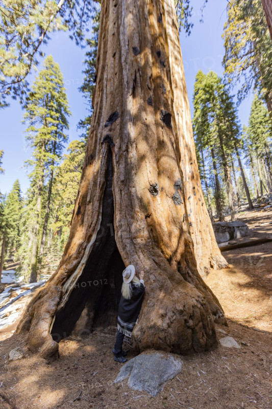 Woman touching trunk of Giant Sequoia tree
