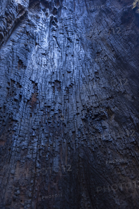 Charred trunk interior of Giant Sequoia