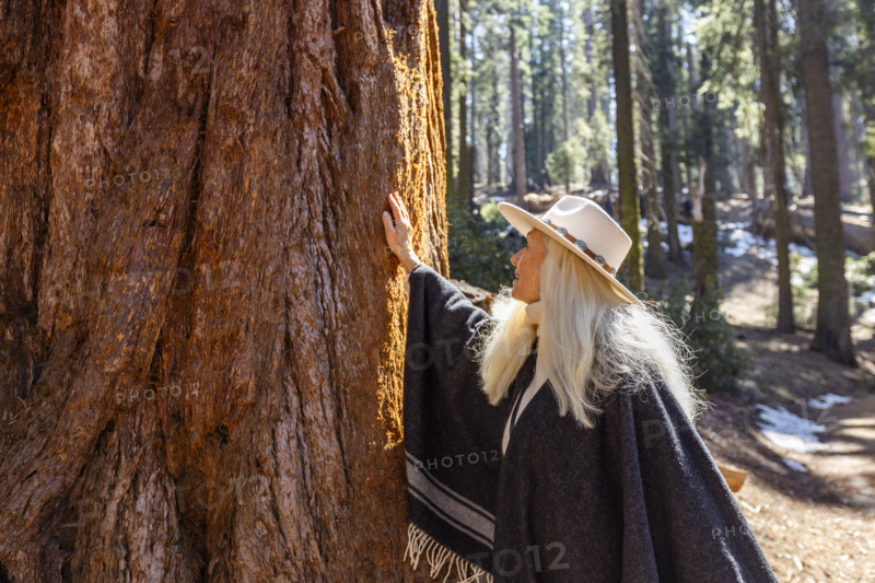 Woman touching trunk of Giant Sequoia tree