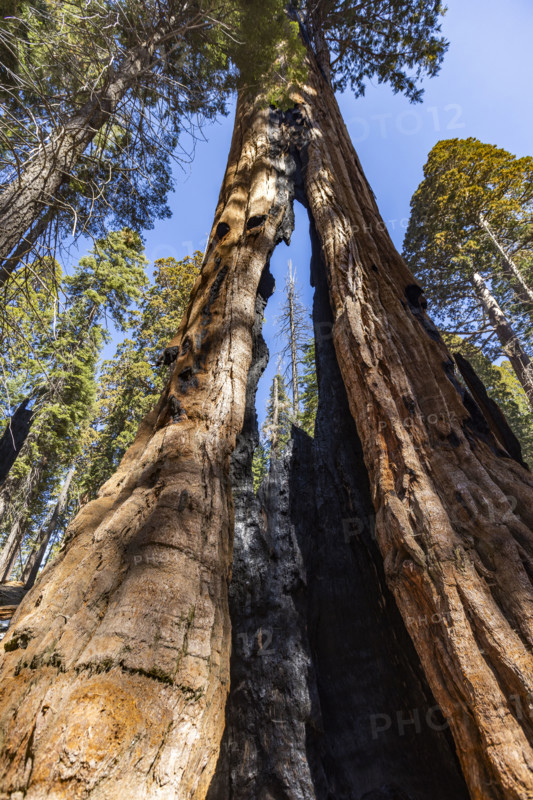 Low angle view of charred trunk interior of Giant Sequoia
