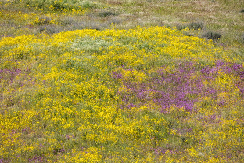 Yellow and purple spring wildflower bloom on Carrizo Plain