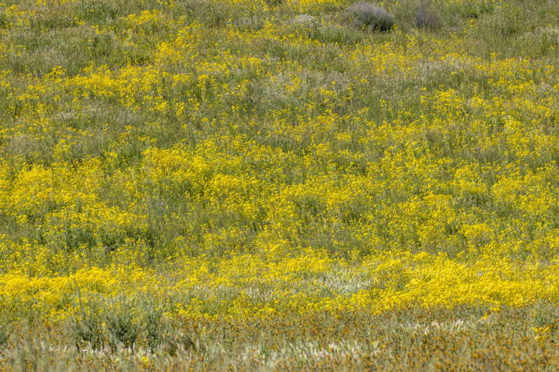 Yellow spring wildflower bloom on Carrizo Plain