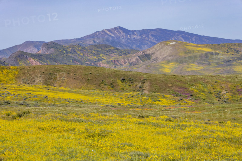 Yellow spring wildflower bloom on Carrizo Plain