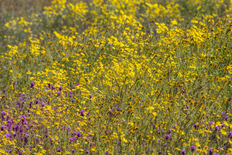 Yellow and purple spring wildflower bloom on Carrizo Plain