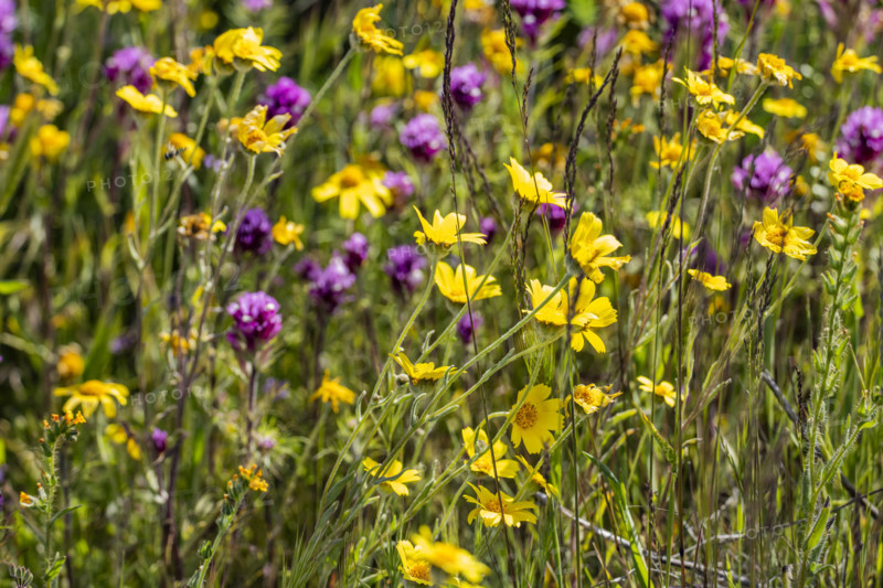 Close-up of yellow and purple spring wildflower bloom on Carrizo Plain