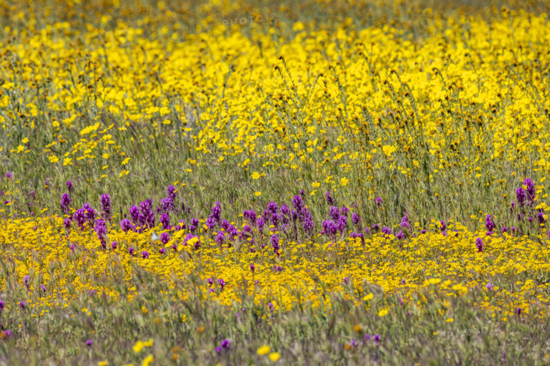 Yellow and purple spring wildflower bloom on Carrizo Plain